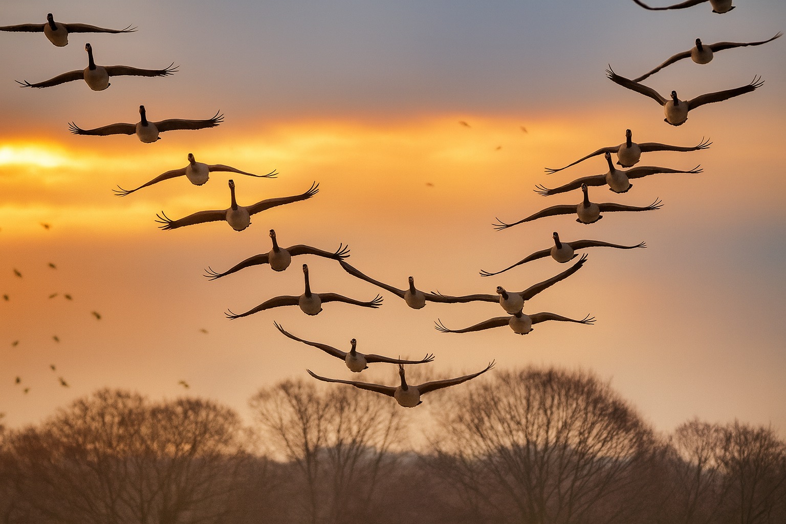 birds